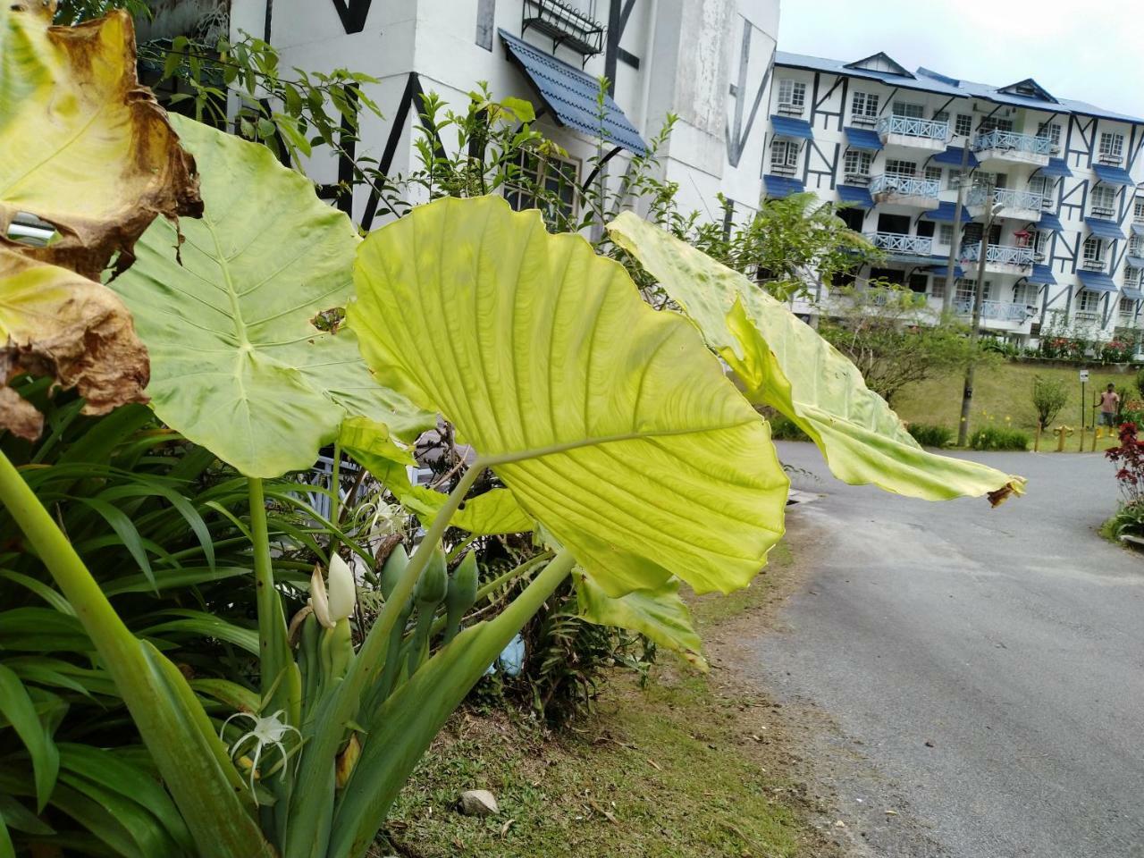 카메론하일랜즈 Desa Anthurium 아파트 외부 사진